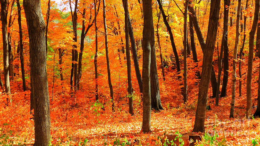 Tree Photograph - Autumns Fire  by Putterhug  Studio