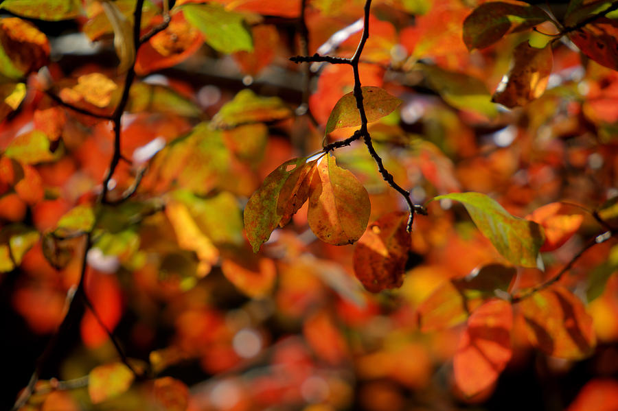 Autumns Firey Show Photograph by Steve Gravano