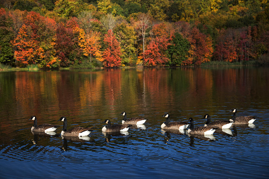 Autumns Flock Of Eight Photograph by Karol Livote