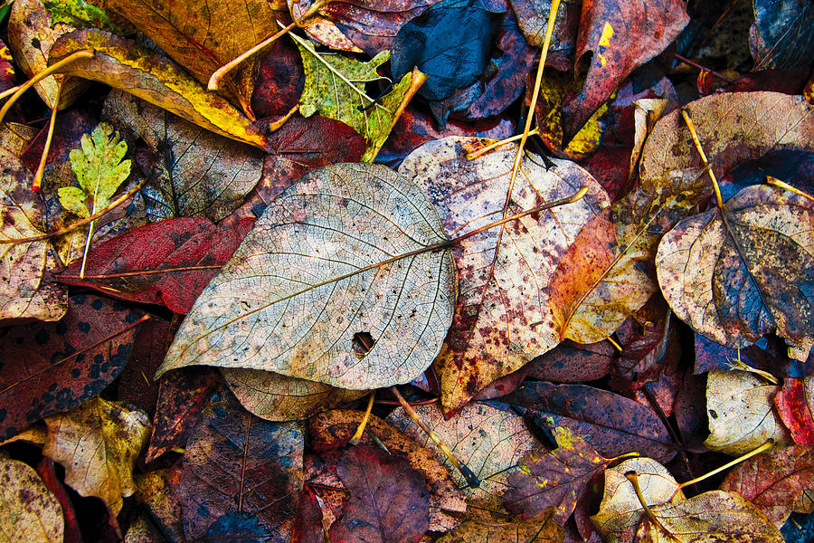 Autumns Floor Covering Photograph by Larry Goss