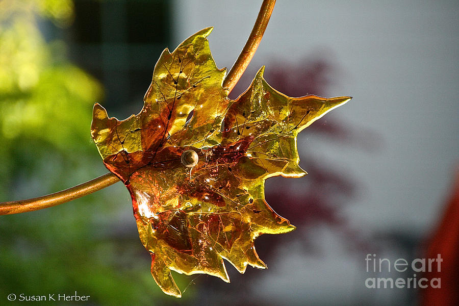 Autumns Glass Photograph by Susan Herber