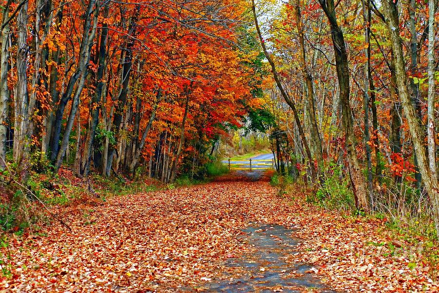 Autumns Glory Photograph by Marcia Lee Jones