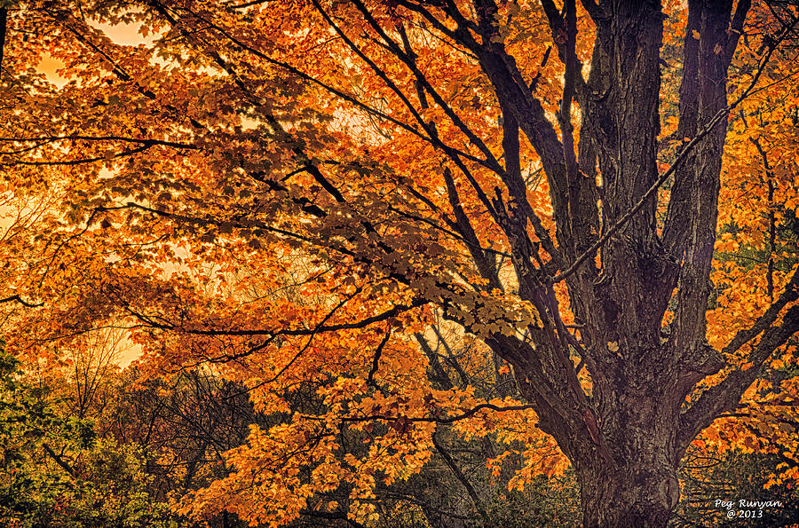 Autumns Glory Photograph by Peg Runyan