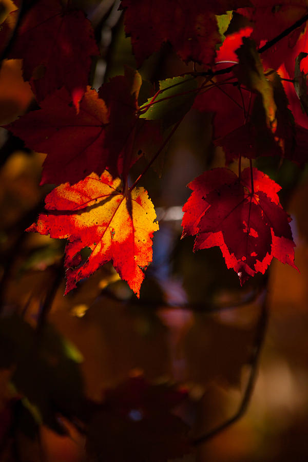 Autumns Glow Photograph by Karol Livote