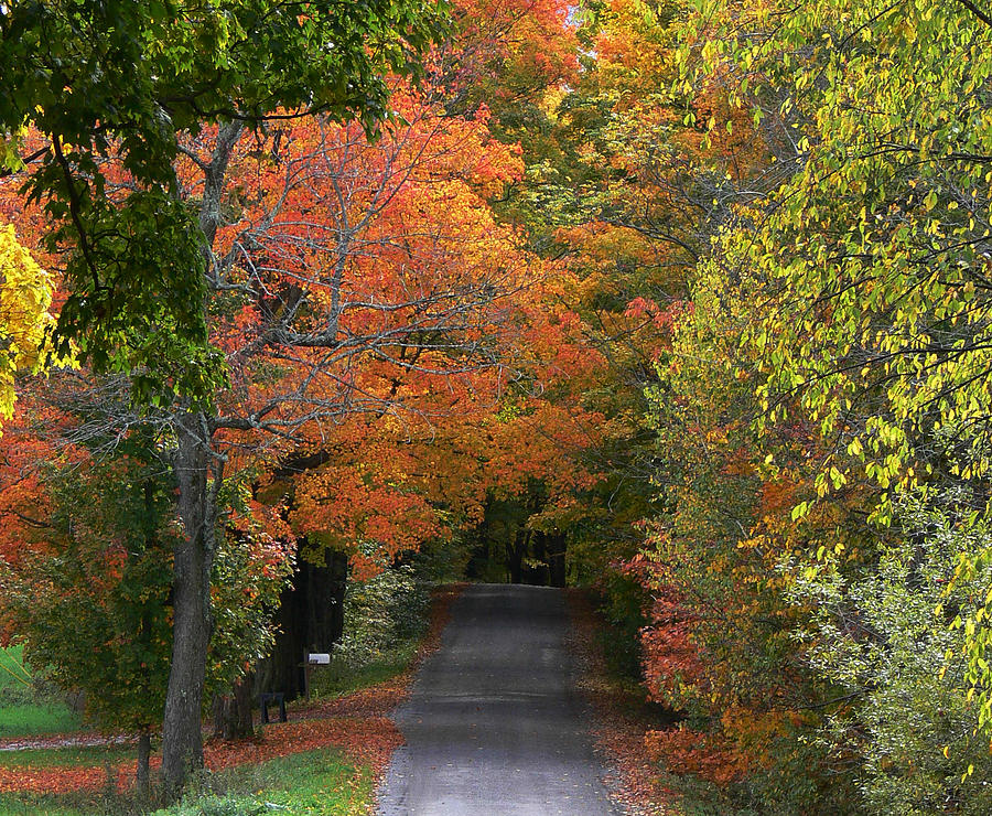 Autumns Heavenly Color Photograph by Natalie LaRocque - Fine Art America