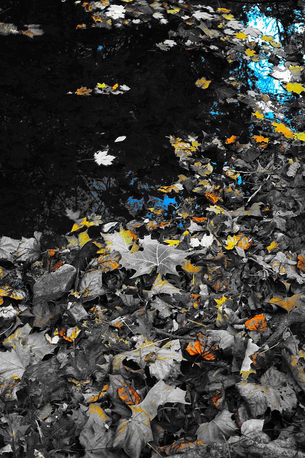 Autumns Last Color Photograph by Photographic Arts And Design Studio