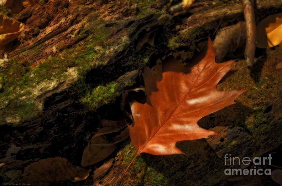 Fall Photograph - Autumns Last Goodbye by Mary Machare