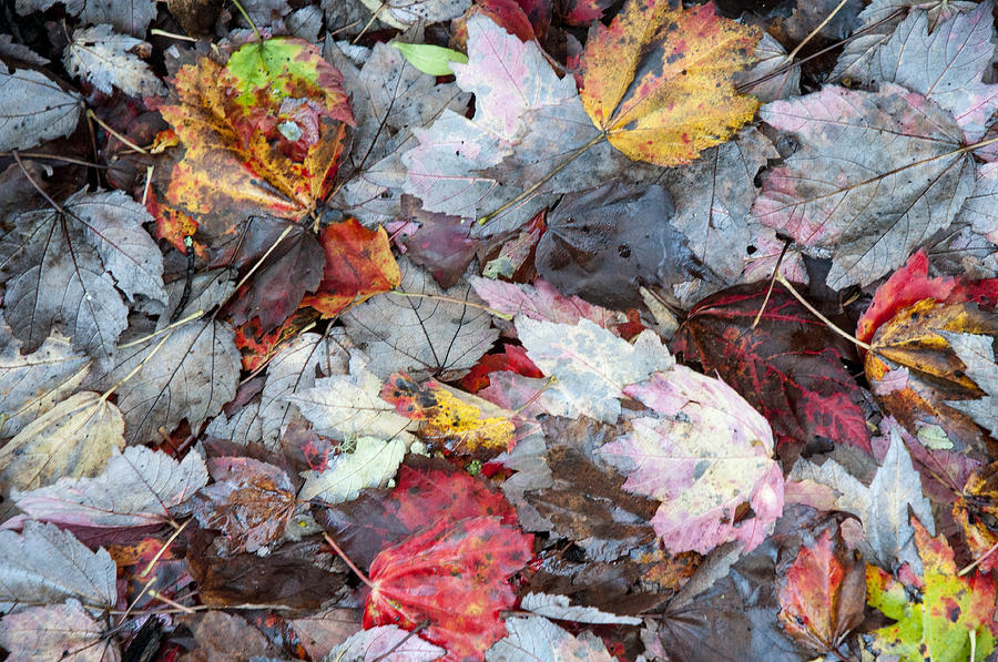 Autumn Leaves Photograph - Autumns Leaves by Allen Carroll Autumn Leaves Photograph - Autumns Leaves by Allen Carroll