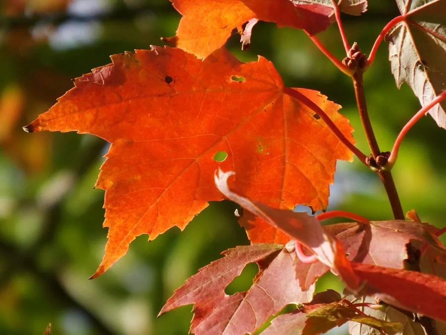 Autumn's Leaving Photograph by Christan Cooper - Fine Art America