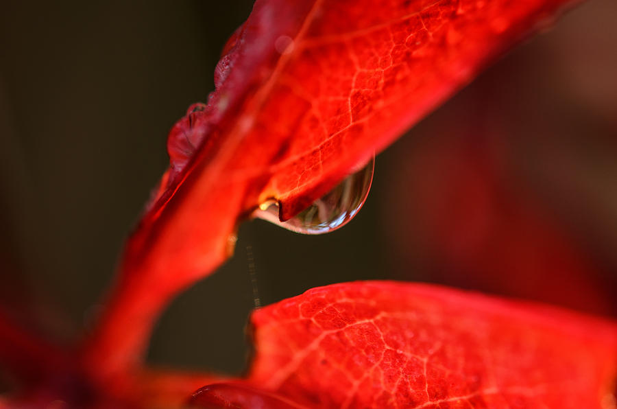 Autumns Light Photograph by Sue Capuano