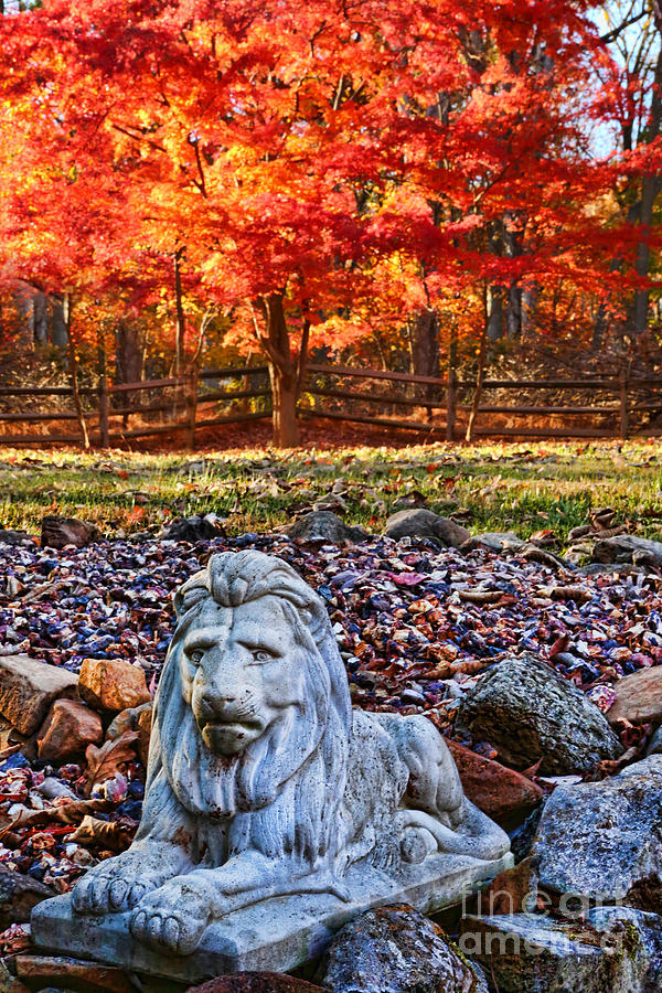 Autumns Lion Photograph by Lee Dos Santos