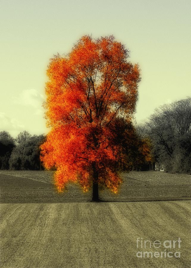 Autumns Living Tree Photograph by Sharon Woerner