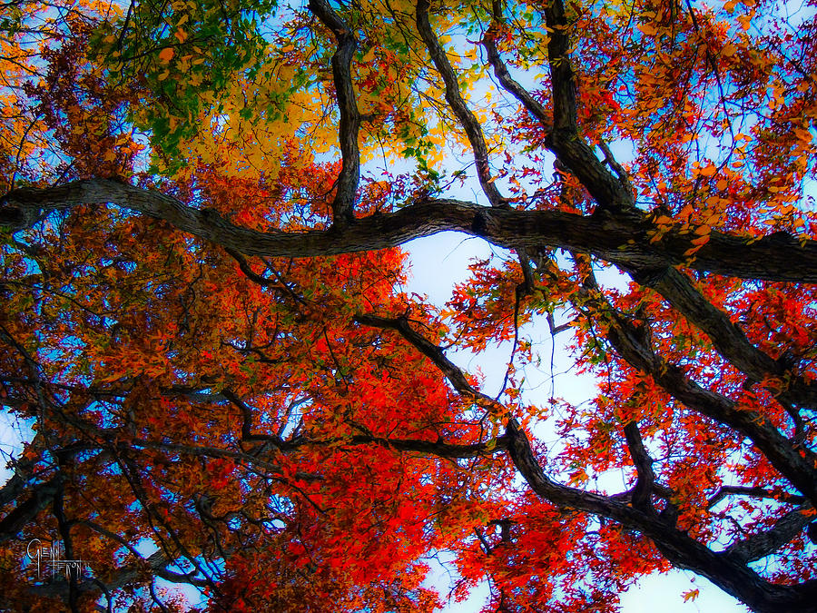 Autumns Looking up Photograph by Glenn Feron