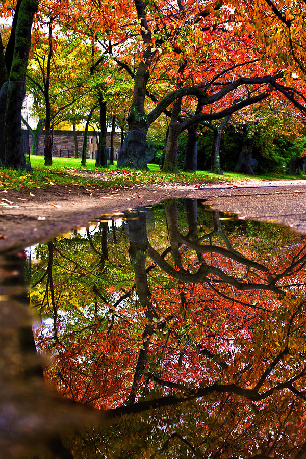 Autumns Mirror Photograph by Mitch Cat