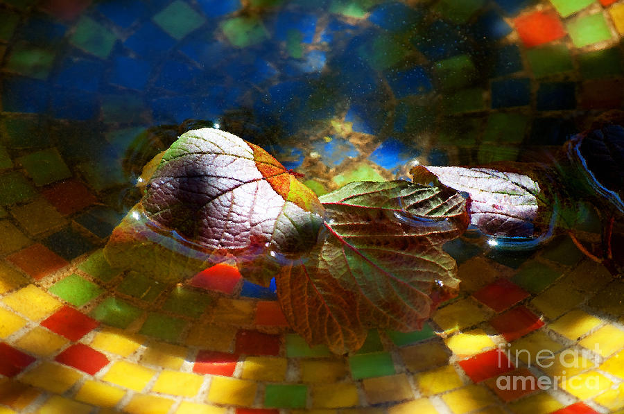 Autumns Mosaic Photograph by Gwyn Newcombe