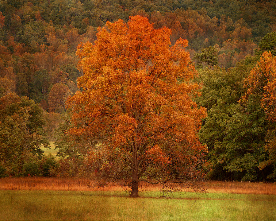 Autumns Paintbrush Photograph by TnBackroadsPhotos 