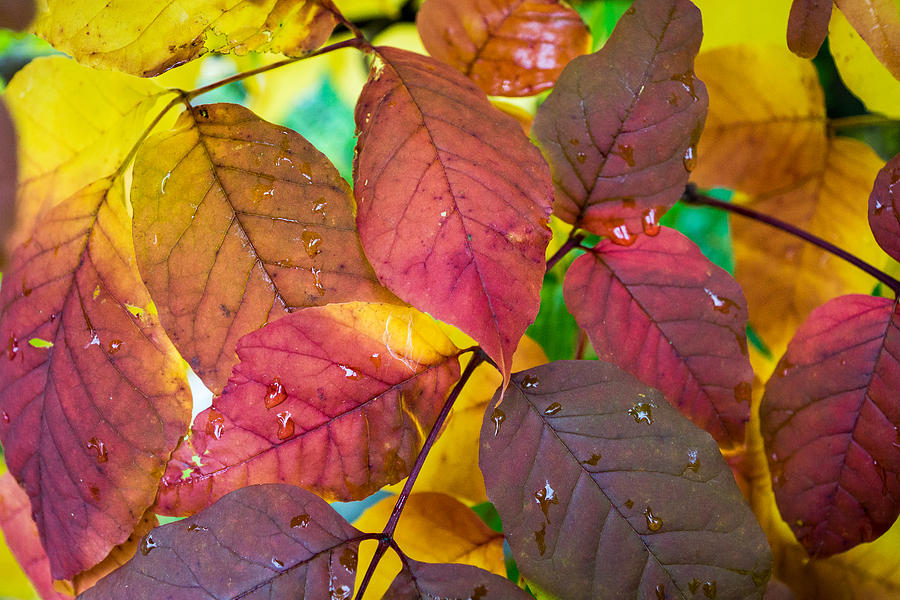 Autumns Palette Photograph by Bill Pevlor