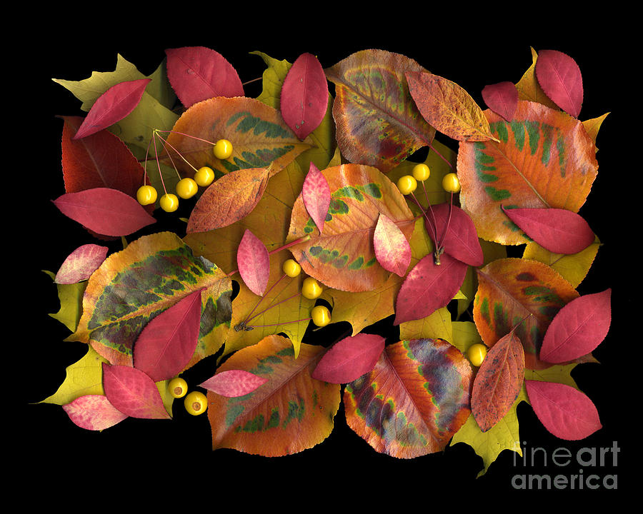Fall Photograph - Autumns Rainbow by Dale Hoopingarner
