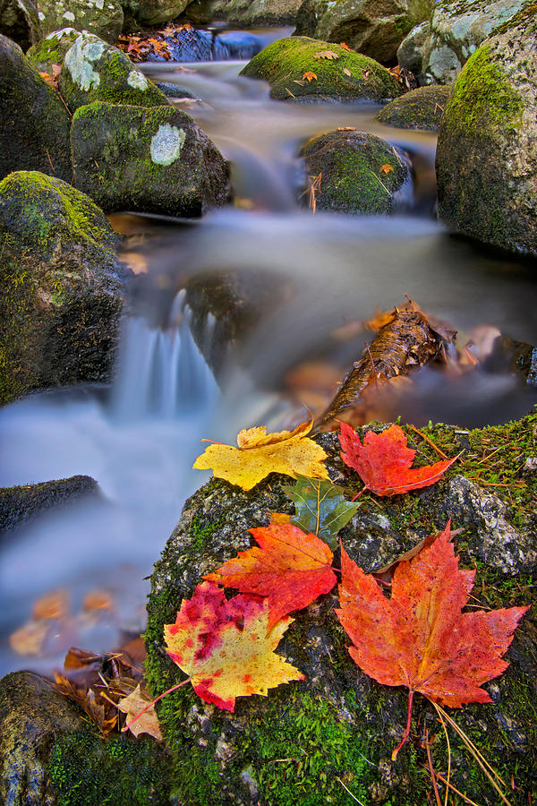 Fall Photograph - Autumns Song by Darylann Leonard Photography