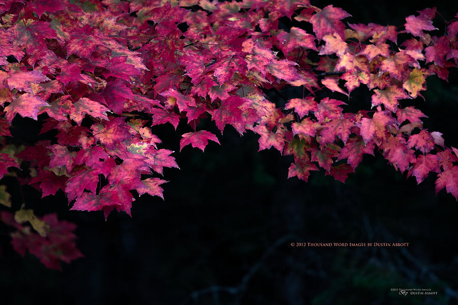 Fall Photograph - Autumns Splendor by Dustin Abbott