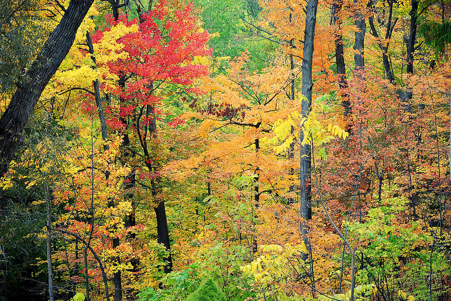 Autumns Splendor Photograph by Frozen in Time Fine Art Photography ...