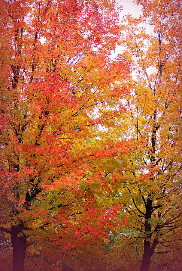 Autumns Splendour Photograph by The Art Of Marilyn Ridoutt-Greene
