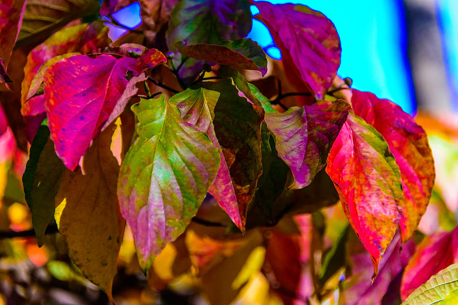 Autumns wake up call Photograph by Louis Dallara