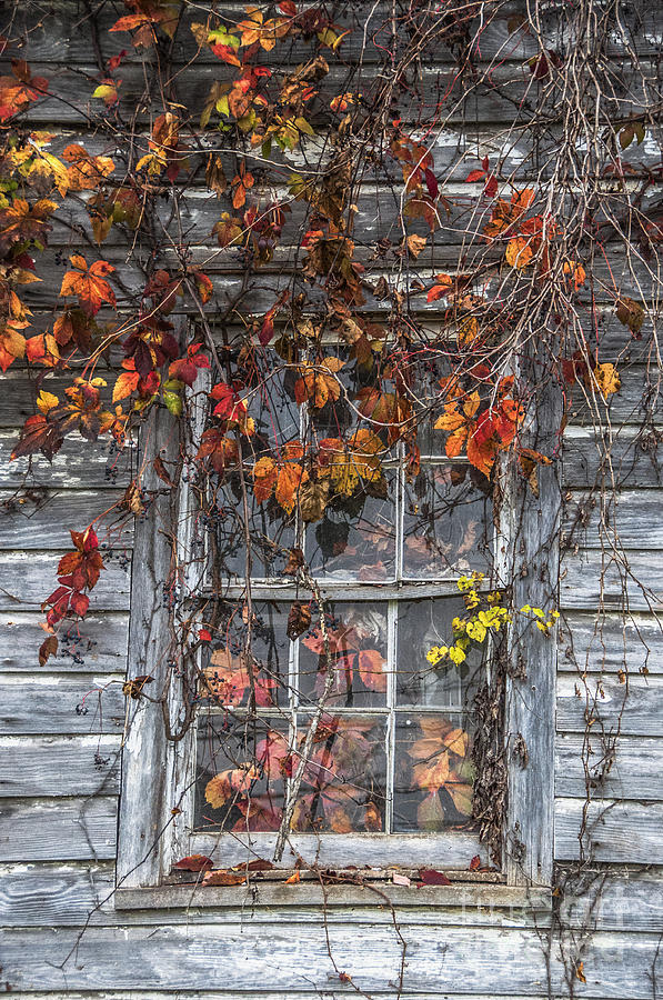 Autumns Window Curtains Photograph by Terry Rowe