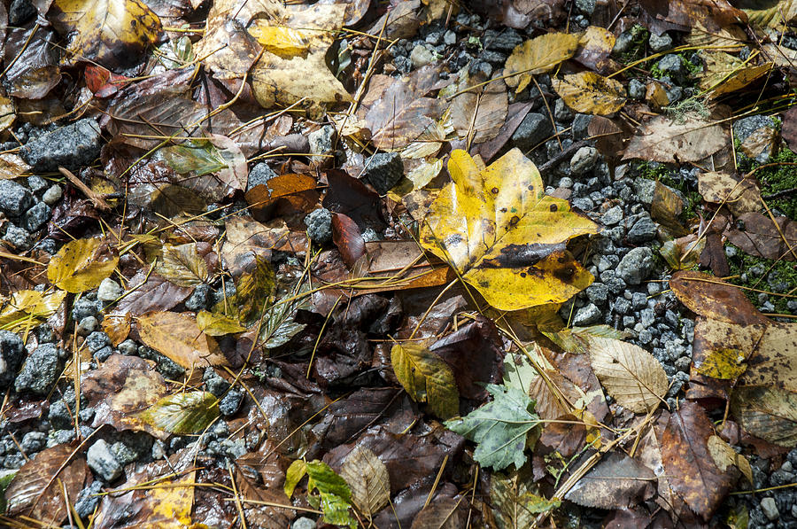 Autumn Leaves Photograph - Autumns Yellow by Allen Carroll Autumn Leaves Photograph - Autumns Yellow by Allen Carroll