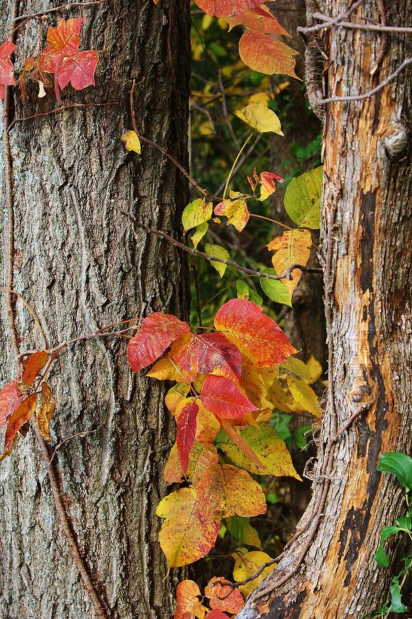 Autumns Colors Photograph by Bruce Bley