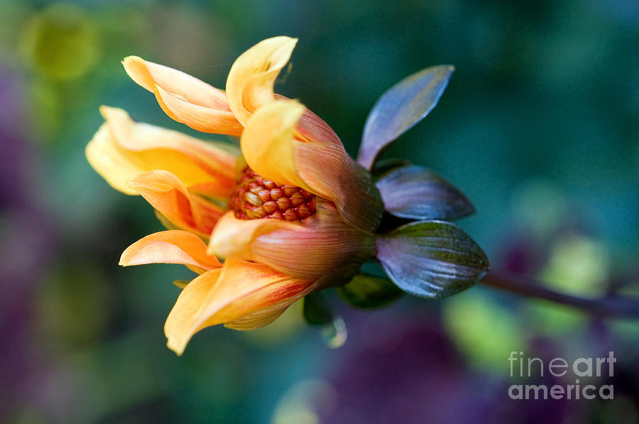 Available Light Flower Photograph by Terry Elniski