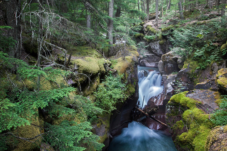 Avalanche Creek in Cedar Forest Photograph by Jack Bell