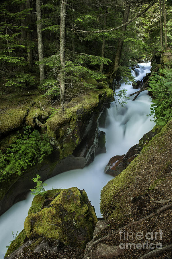 Avalanche Creek under the Giant Cedars Photograph by TS Photo