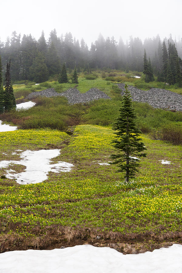 Avalanche Lilies at Paradise Valley Photograph by Michael Russell