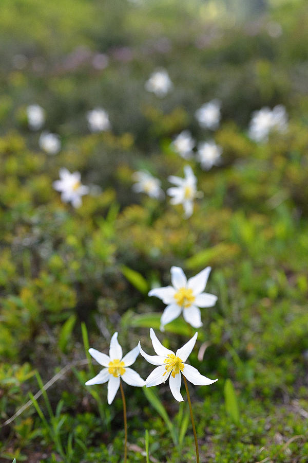 Avalanche Lilies on the High Divide Photograph by Ronda Broatch