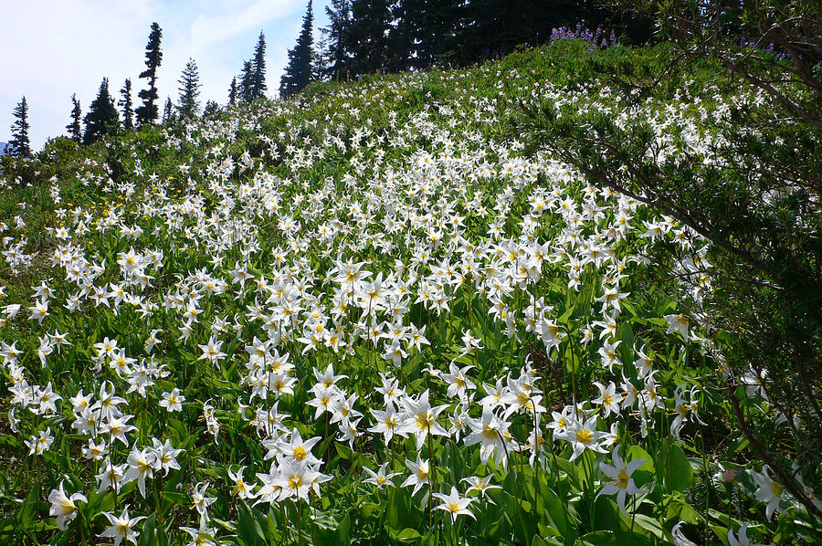 Avalanche Lilies Photograph by Ronda Broatch