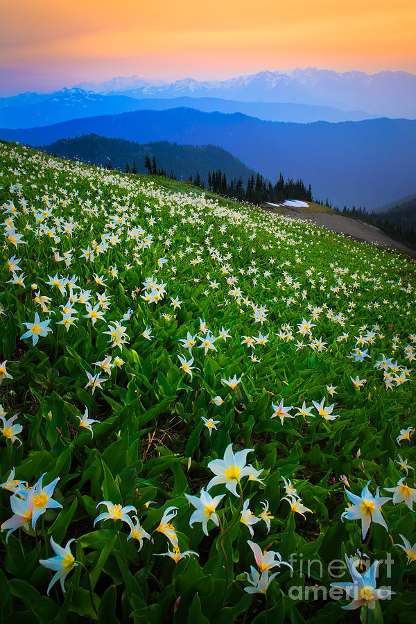 Avalanche Lily Field Photograph by Inge Johnsson