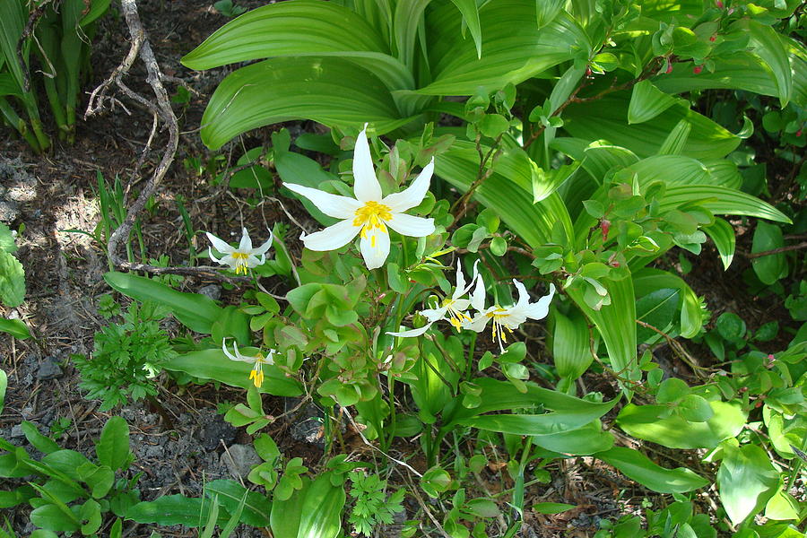 Avalanche Lily Photograph by Susan Woodward