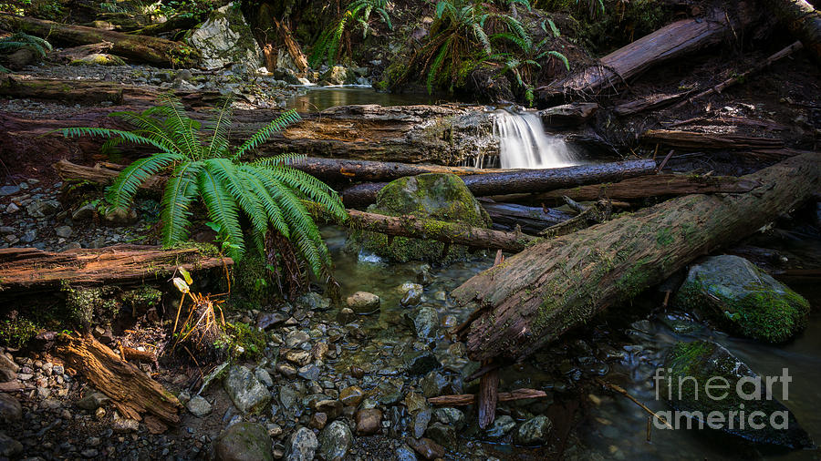 Nature Photograph - Avatar Grove Creek Bed by Carrie Cole