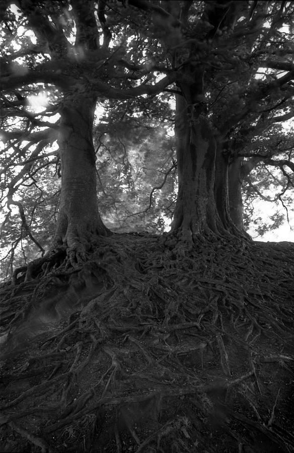 Black And White Photograph - Avebury Trees by Visual Stenographer