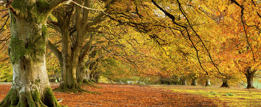 Avenue Of Beech Trees Photograph by Travelpix Ltd