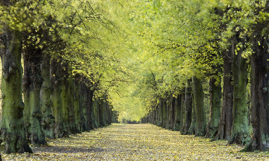 Avenue of Elm Trees Photograph by Travelpix Ltd