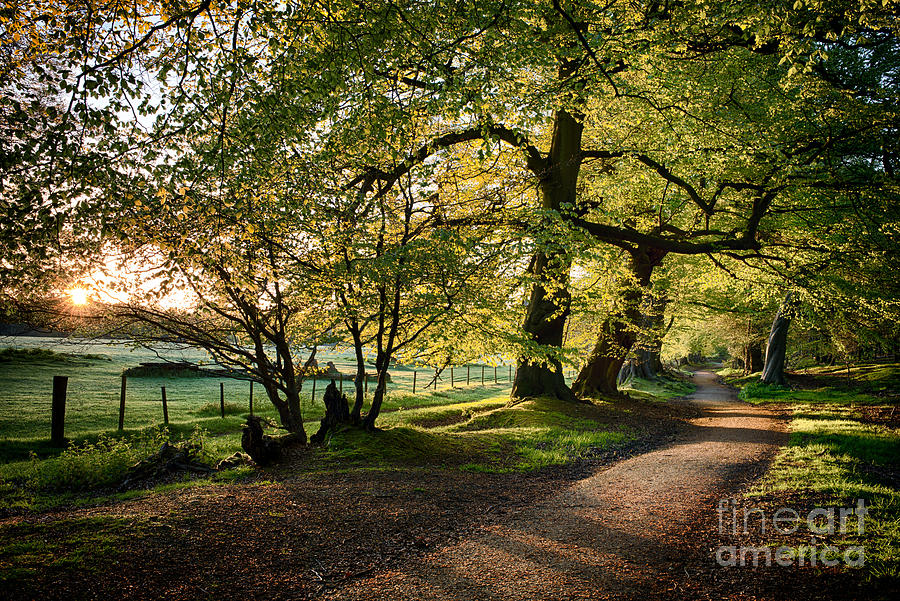Tree Photograph - Avenue of Light by Tim Gainey