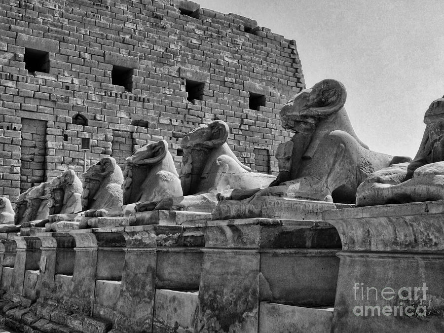 Avenue Of Sphinxes Photograph