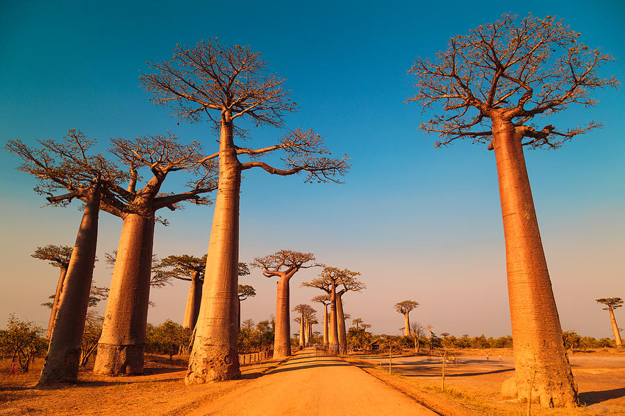 Avenue of the Baobabs Photograph by Kieran Stone