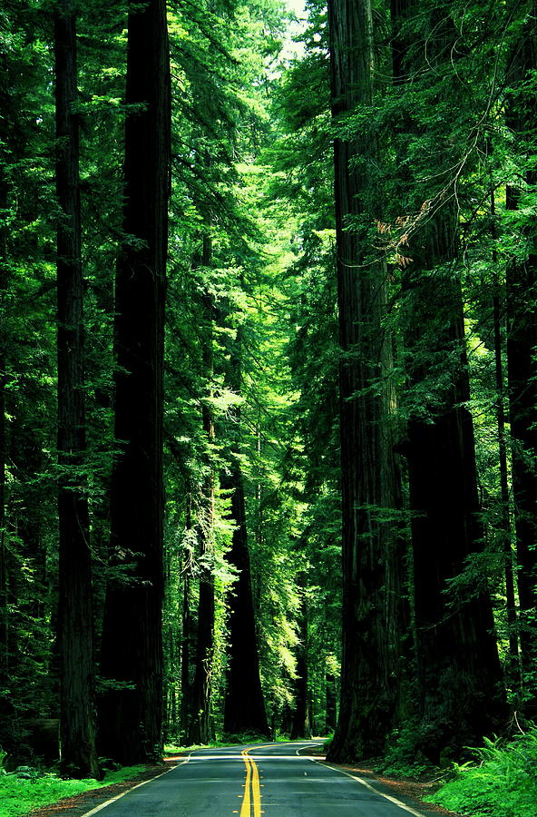 Tree Photograph - Avenue of the Giants by Benjamin Yeager