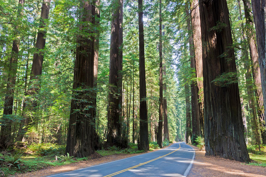 Summer Photograph - Avenue Of The Giants by Heidi Smith
