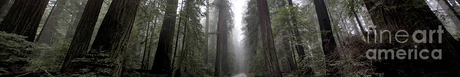 Avenue Of The Giants Photograph by Mark Newman