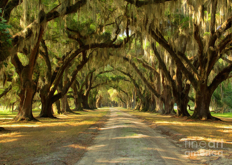 Avenue of the Oaks Photograph by Michelle Tinger