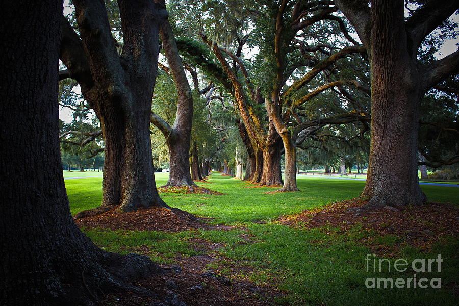 Tree Photograph - Avenue of the Oaks on St Simons Island GA by Reid Callaway
